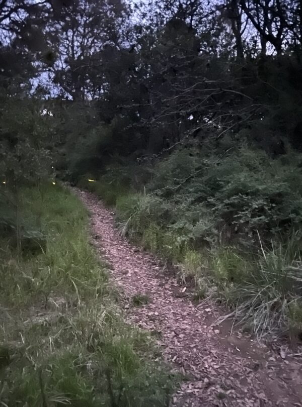 Private Tour Mexico City Nanacamilpa, Tlaxcala, Fireflies Sanctuary